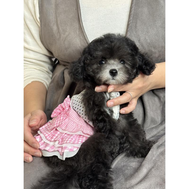 成約済の大阪府のティーカッププードル-428020の4枚目