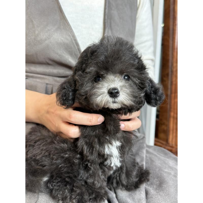 成約済の大阪府のティーカッププードル-428020の3枚目