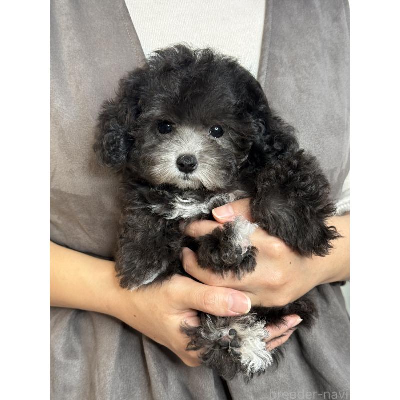 成約済の大阪府のティーカッププードル-428020の2枚目