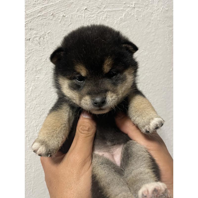 成約済の茨城県の柴犬-434809の4枚目