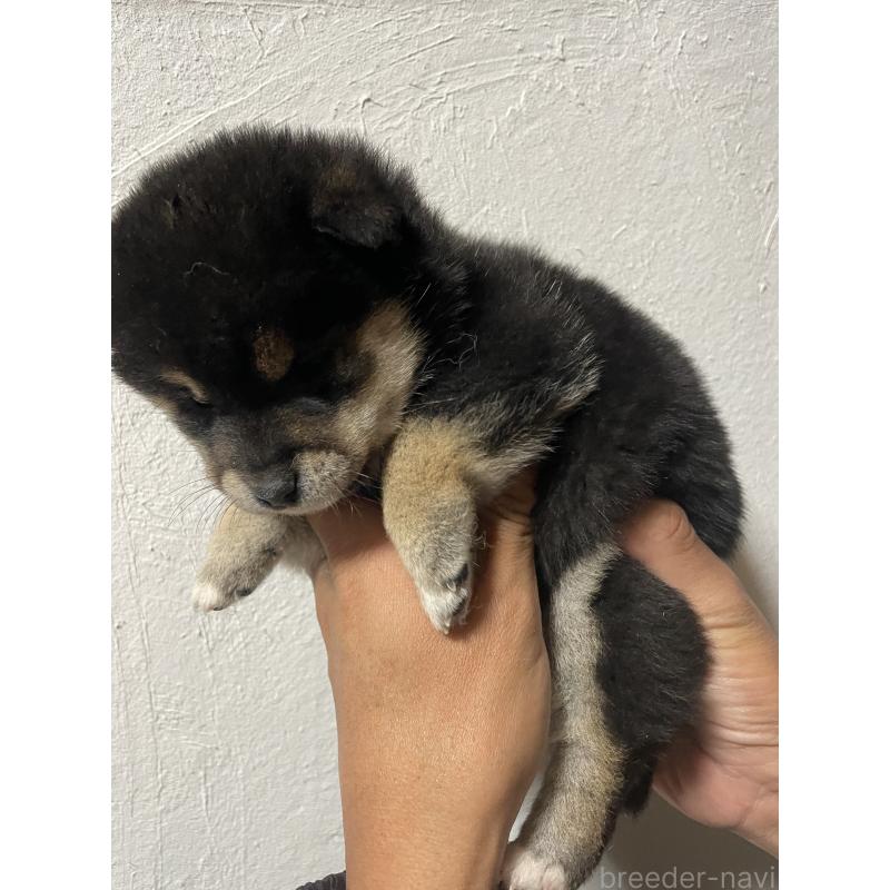 成約済の茨城県の柴犬-434809の2枚目