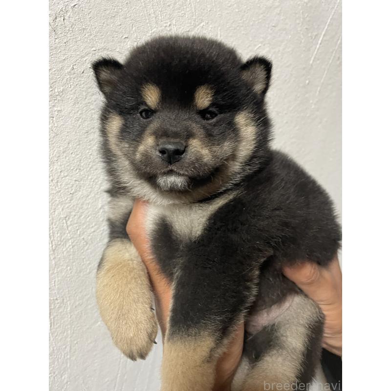 成約済の茨城県の柴犬-434803の3枚目