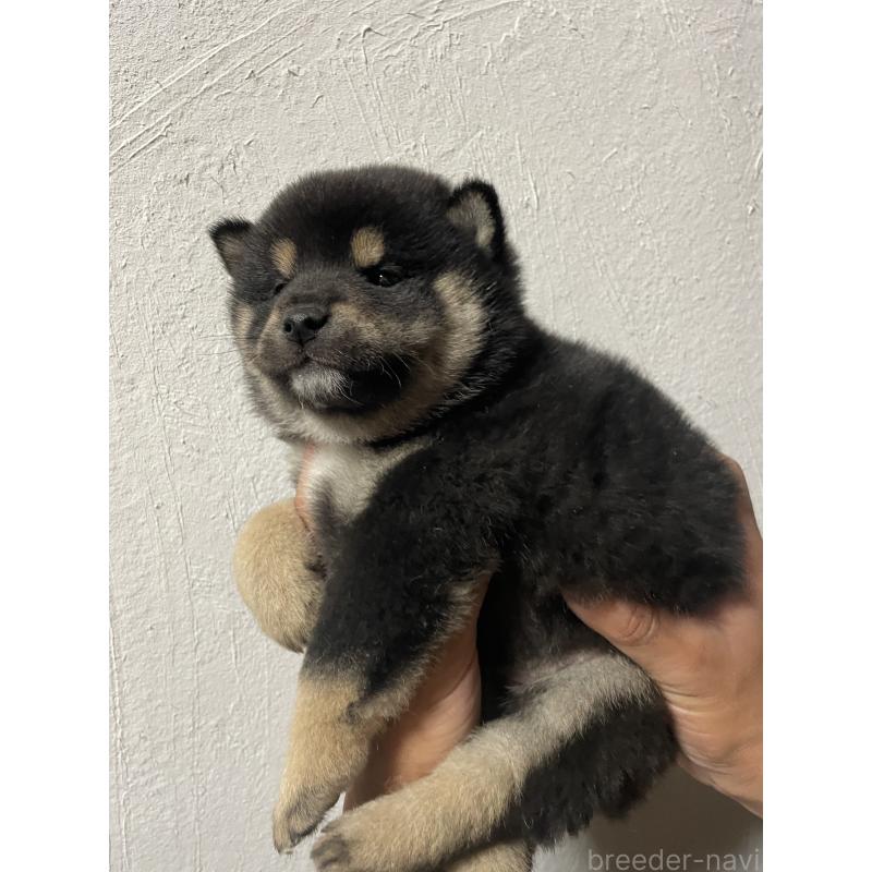 成約済の茨城県の柴犬-434803の2枚目