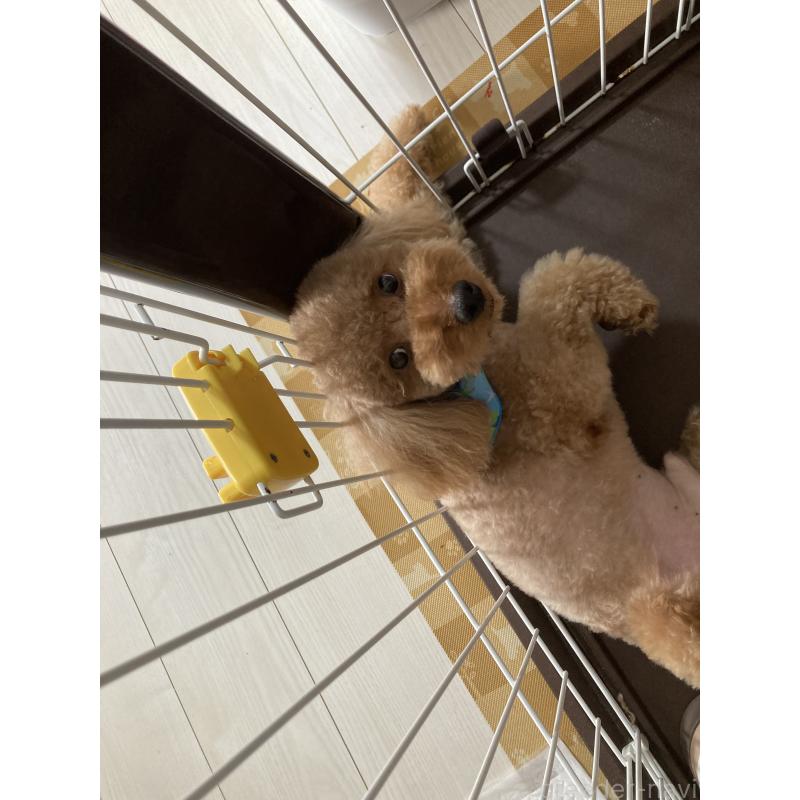 販売中の東京都のトイプードル-436090の4枚目