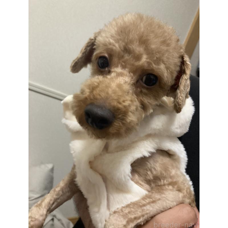 販売中の東京都のトイプードル-436090の3枚目