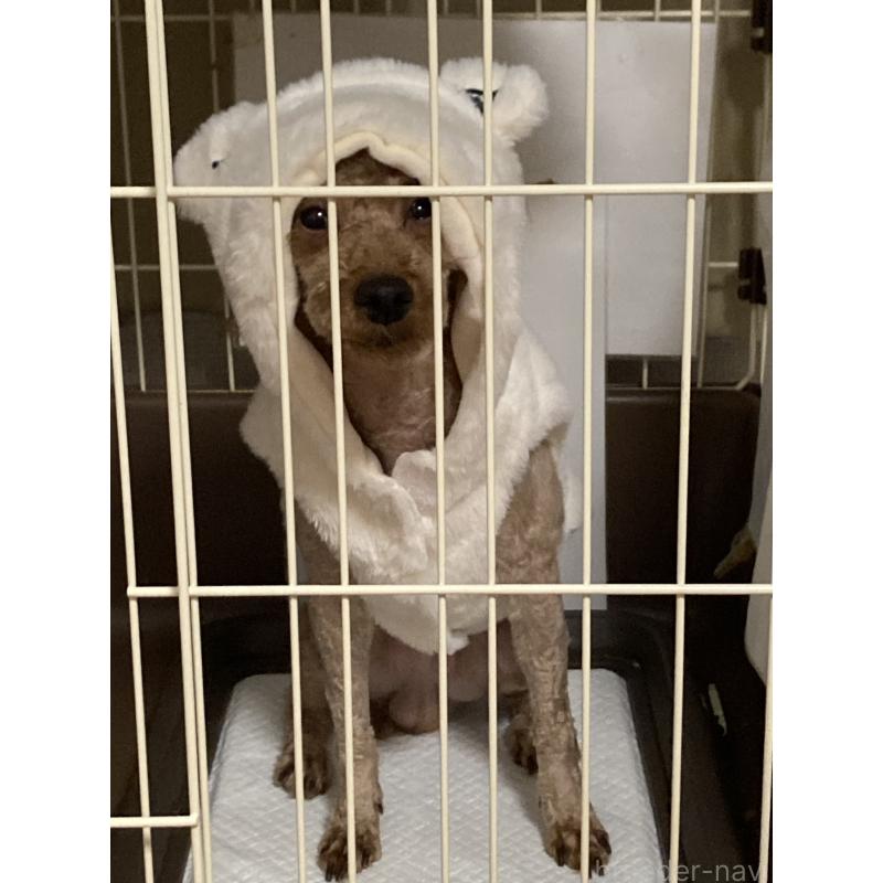 販売中の東京都のトイプードル-436090の2枚目