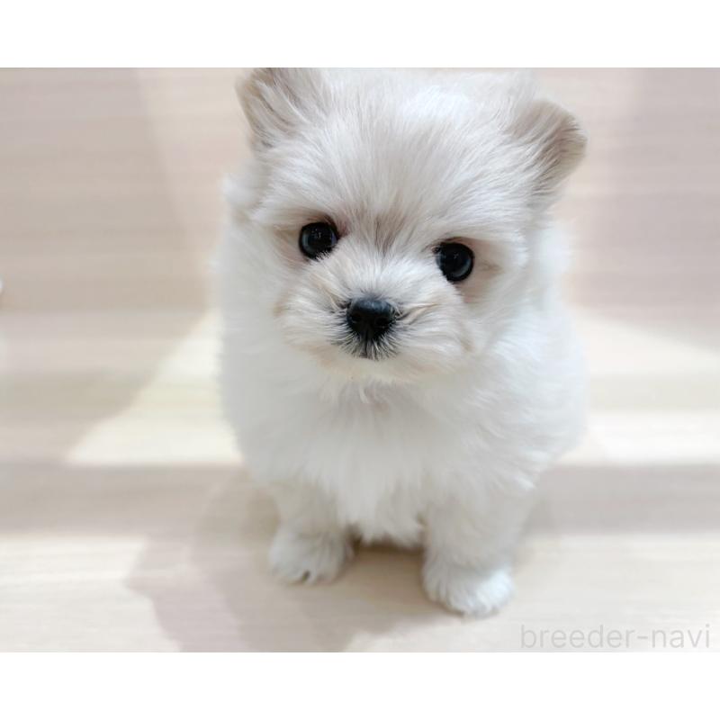 販売中の東京都のポメプー:ポメラニアン×トイプードル-436088の1枚目