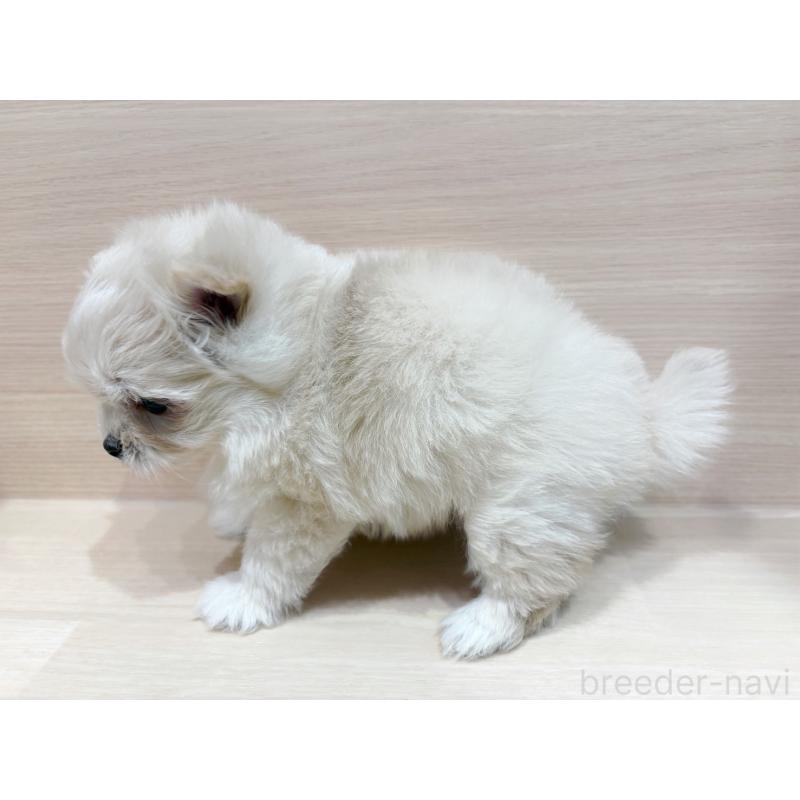 販売中の東京都のポメプー:ポメラニアン×トイプードル-436088の5枚目
