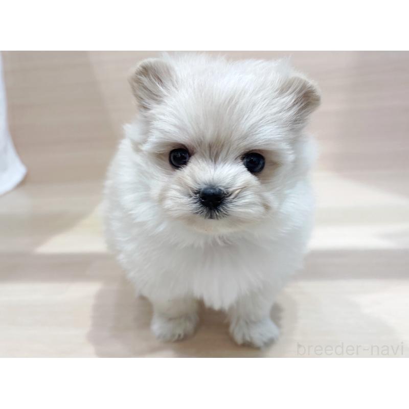 販売中の東京都のポメプー:ポメラニアン×トイプードル-436088の4枚目