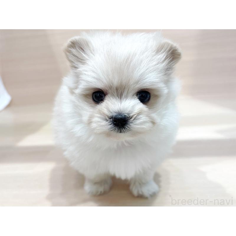 販売中の東京都のポメプー:ポメラニアン×トイプードル-436088の3枚目