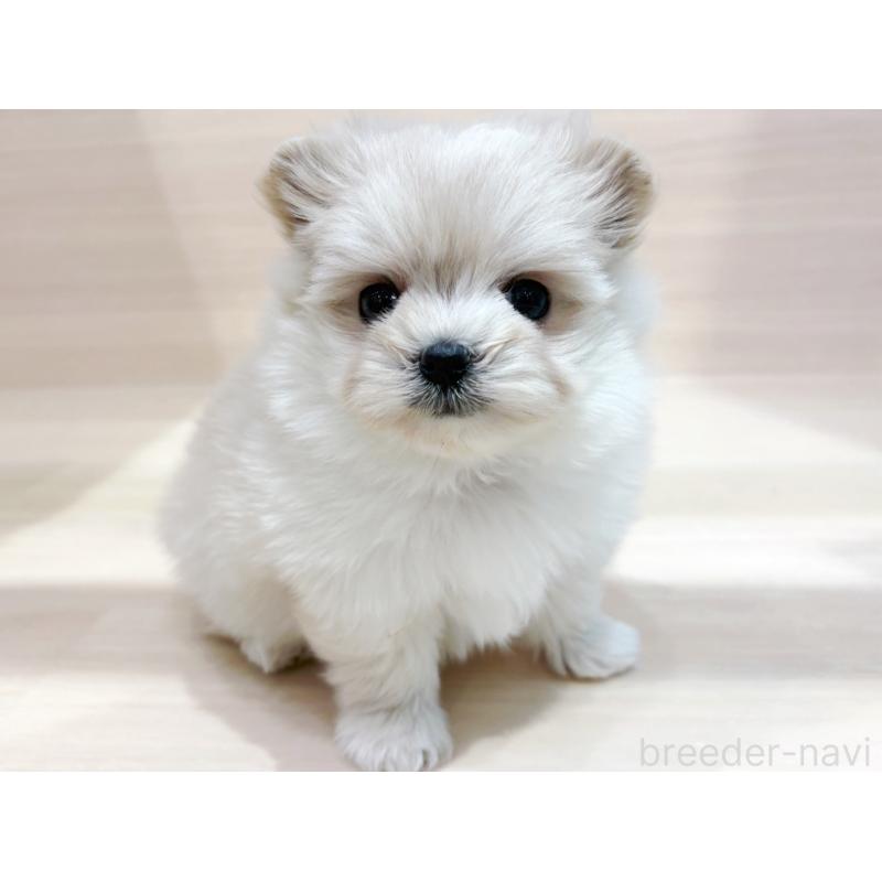 販売中の東京都のポメプー:ポメラニアン×トイプードル-436088の2枚目