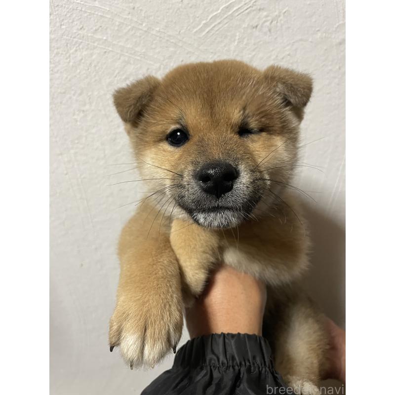 販売中の茨城県の柴犬-425873の9枚目