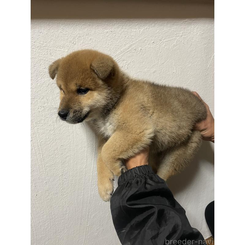 販売中の茨城県の柴犬-425873の8枚目