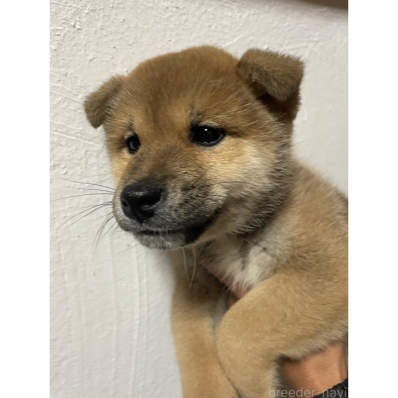 販売中の茨城県の柴犬-425873の7枚目