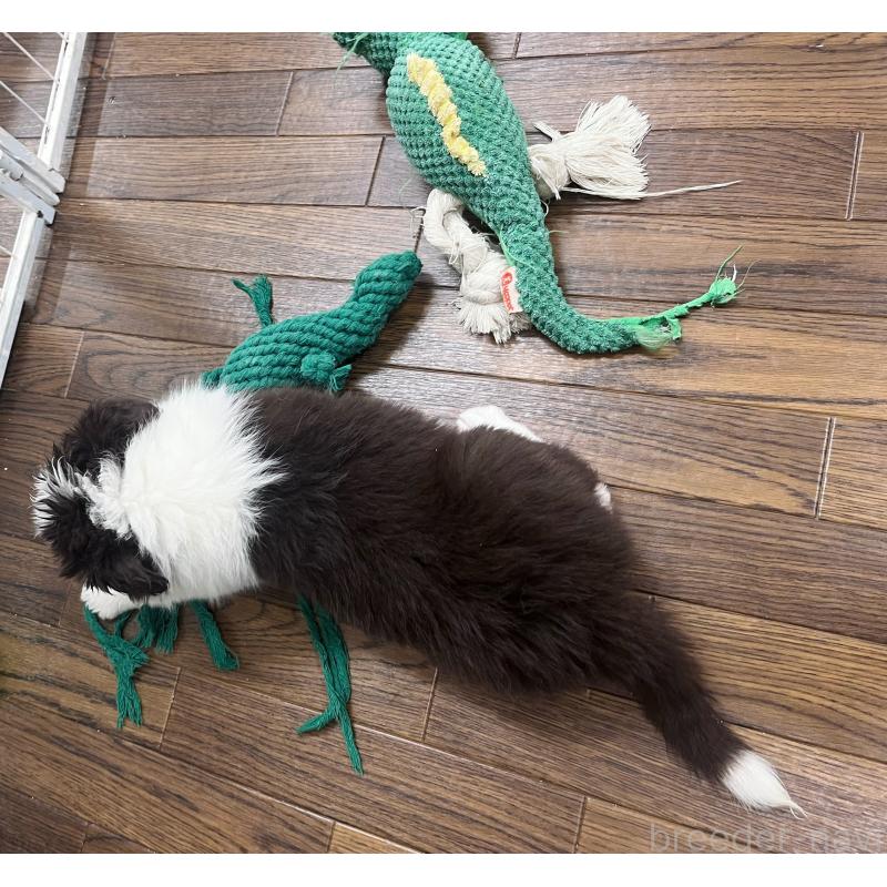 成約済の東京都のボーダーコリー-434195の9枚目