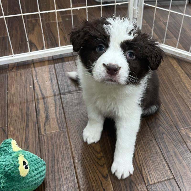 販売中の東京都のボーダーコリー-434195