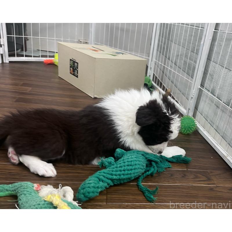 成約済の東京都のボーダーコリー-434195の8枚目