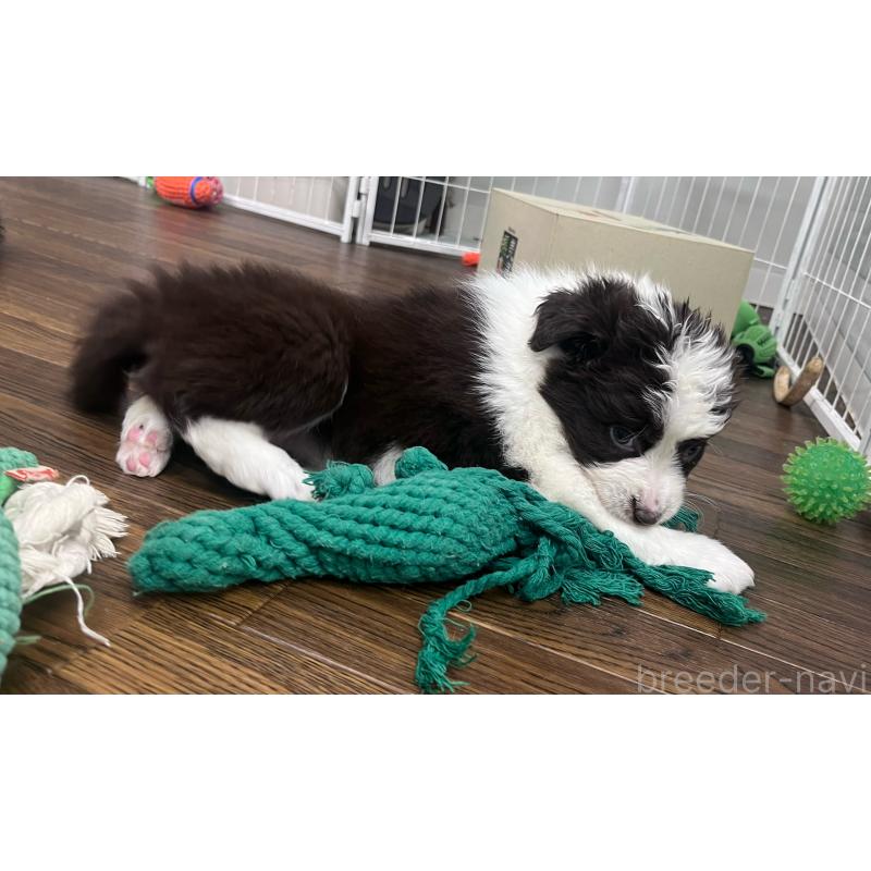 成約済の東京都のボーダーコリー-434195の7枚目