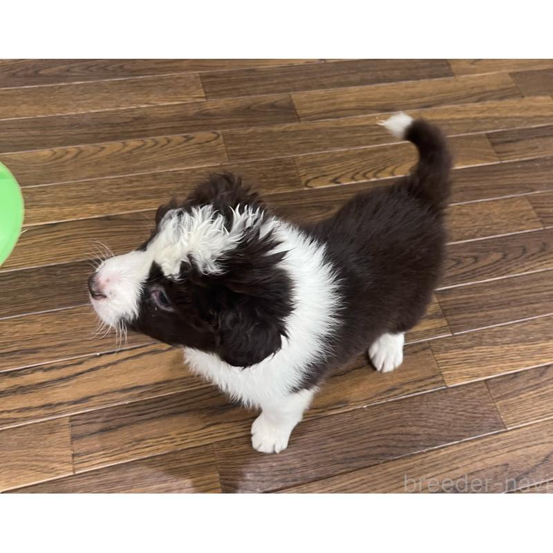 成約済の東京都のボーダーコリー-434195の6枚目