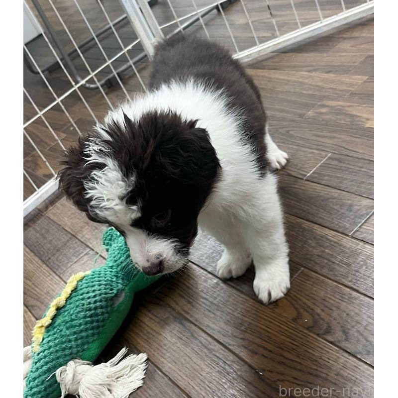 成約済の東京都のボーダーコリー-434195の5枚目