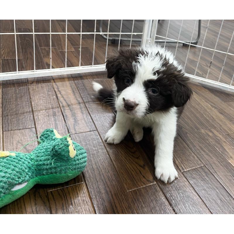 成約済の東京都のボーダーコリー-434195の4枚目