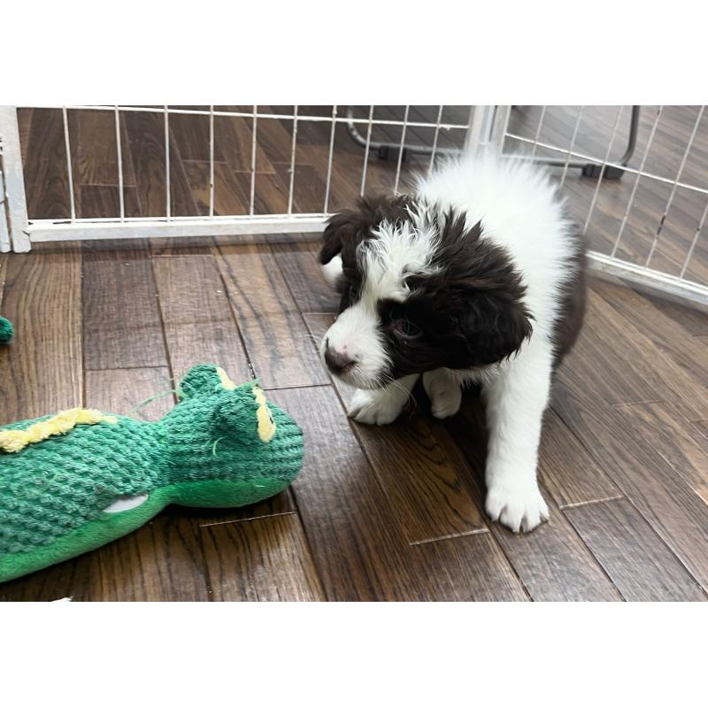 成約済の東京都のボーダーコリー-434195の3枚目