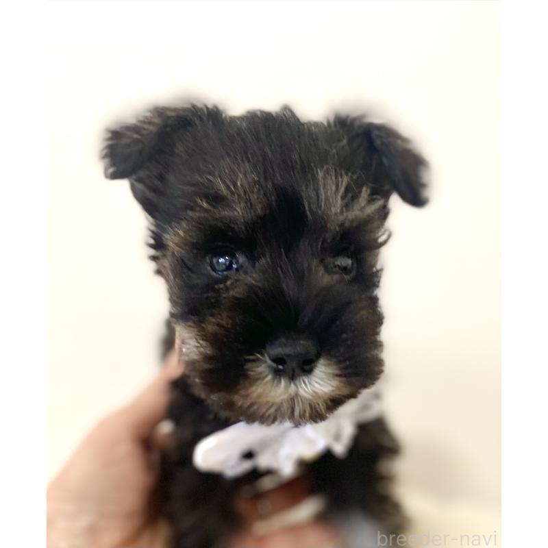 販売中の静岡県のミニチュアシュナウザー-436091の5枚目