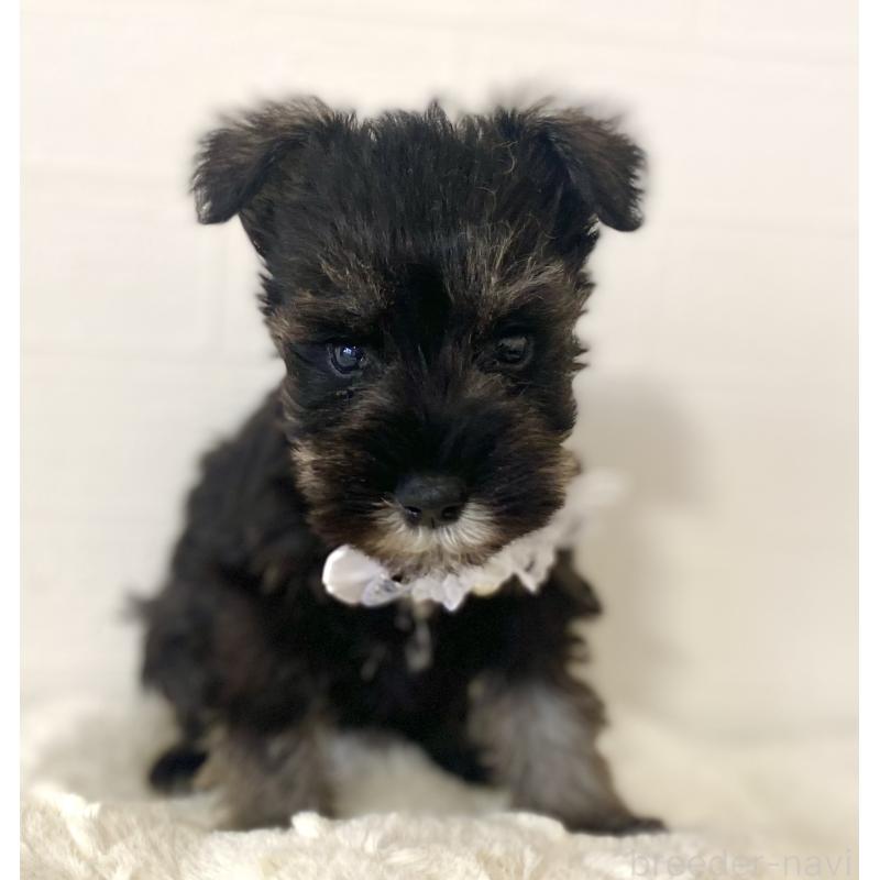 販売中の静岡県のミニチュアシュナウザー-436091の4枚目