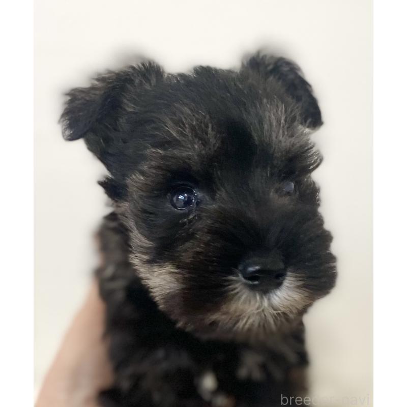 販売中の静岡県のミニチュアシュナウザー-436091の3枚目