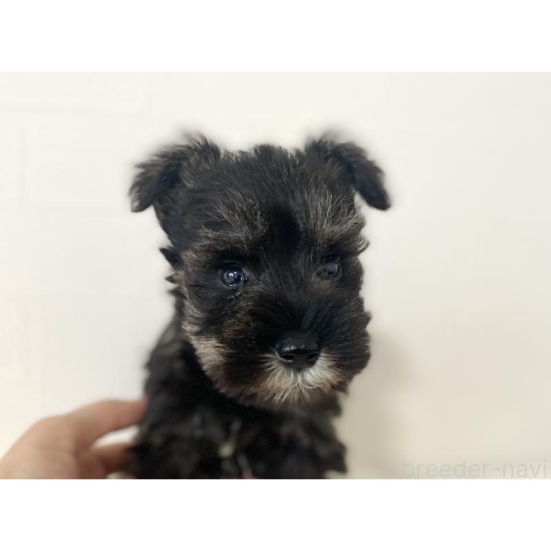 販売中の静岡県のミニチュアシュナウザー-436091の2枚目