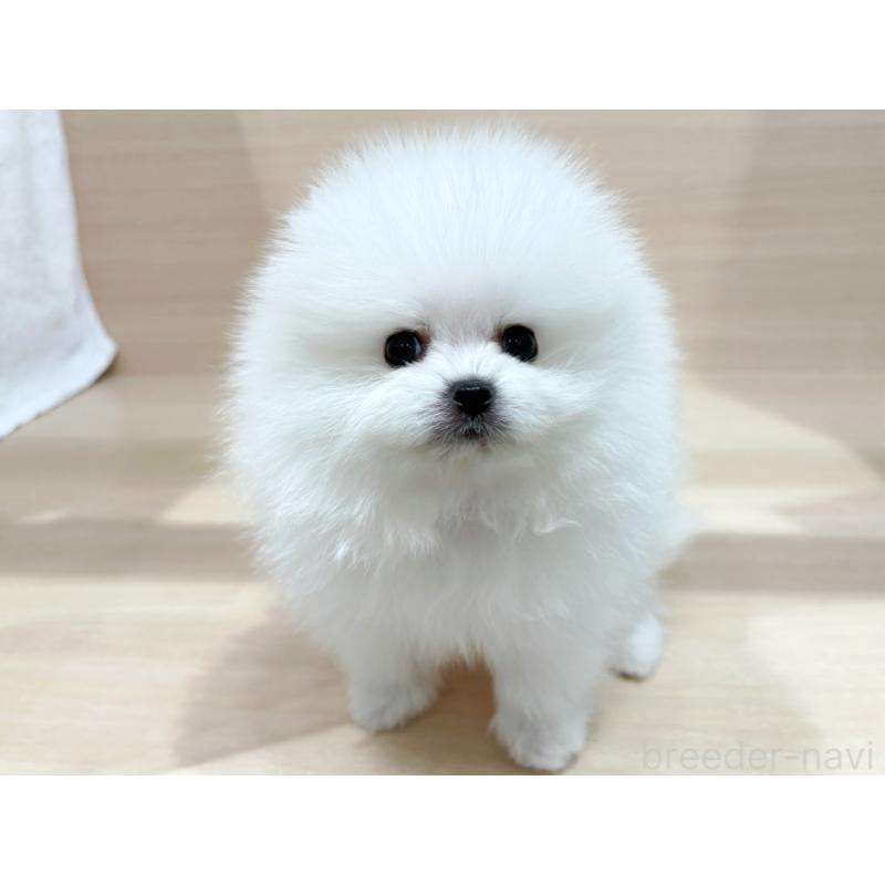 販売中ののポメラニアン-436092