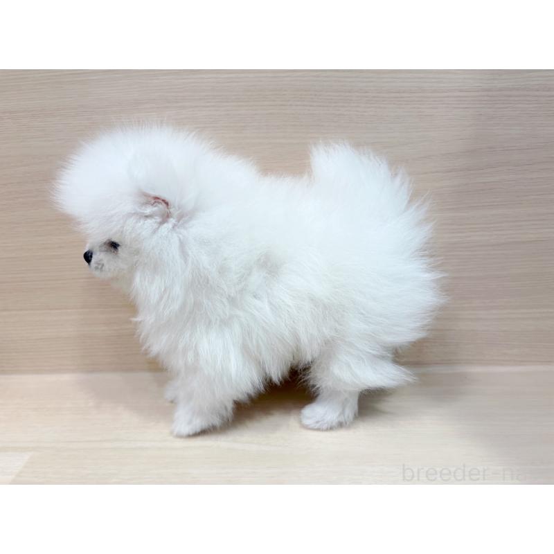 販売中の東京都のポメラニアン-436092の5枚目