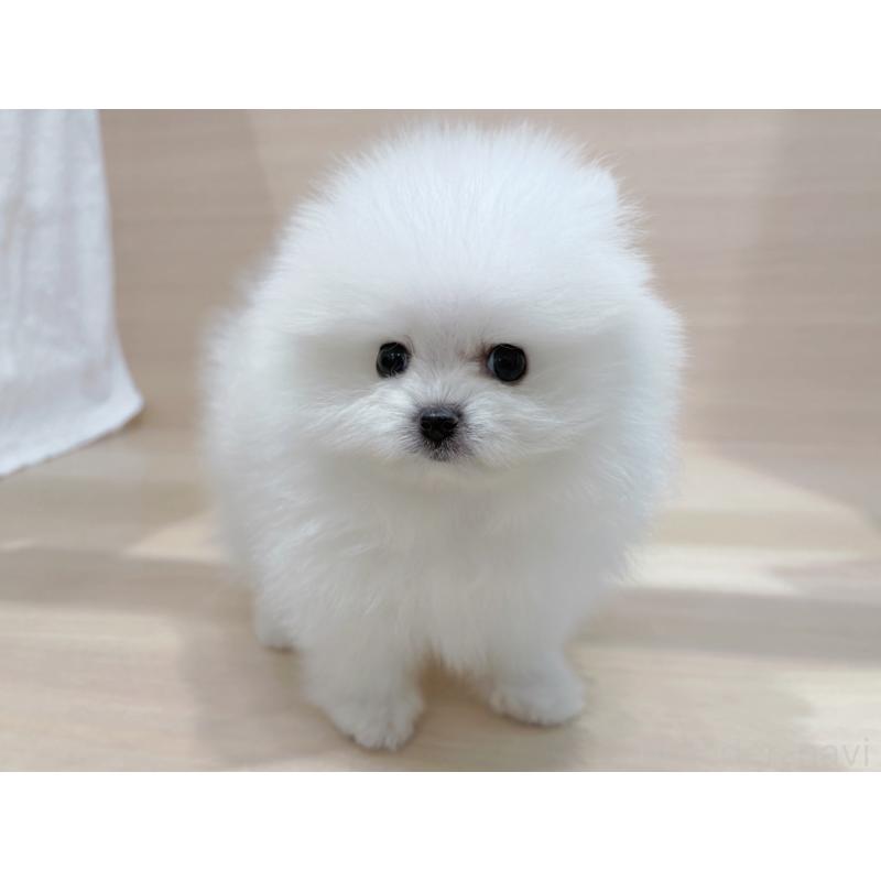 販売中の東京都のポメラニアン-436092の4枚目