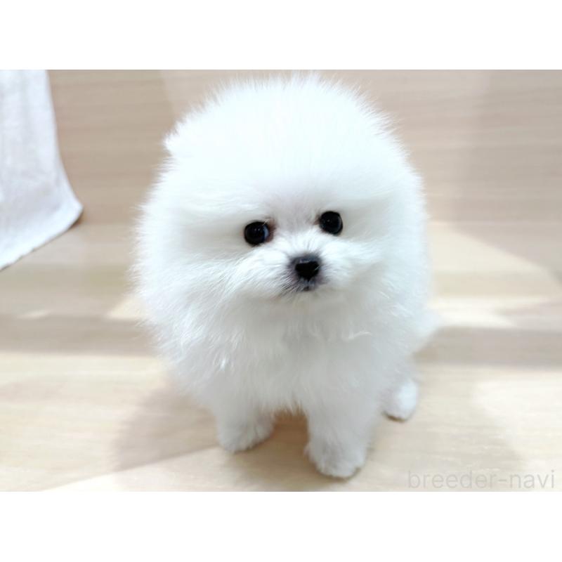 販売中の東京都のポメラニアン-436092の3枚目