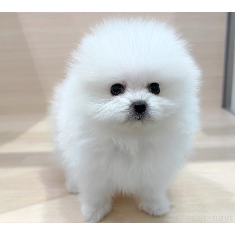 販売中の東京都のポメラニアン-436092の2枚目