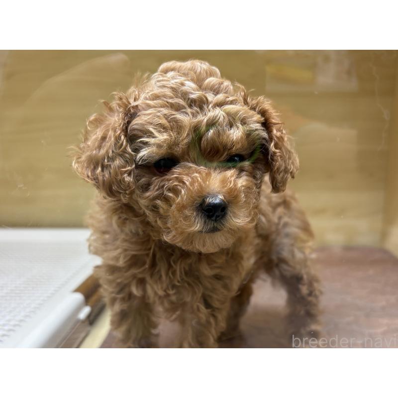 成約済の東京都のトイプードル-434391の2枚目