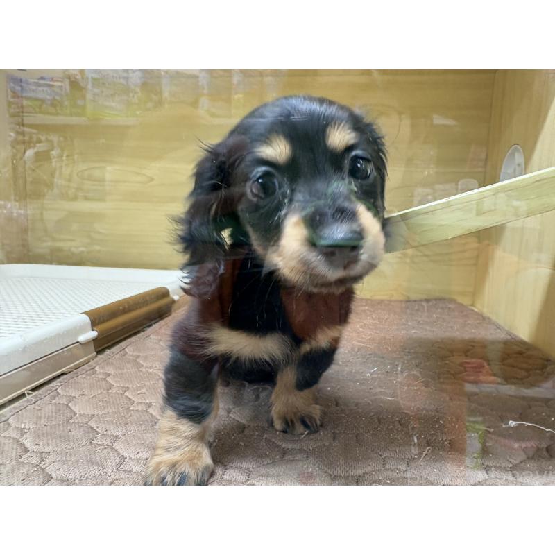 販売中の東京都のミニチュアダックスフンド(ロングヘアード)-434389の4枚目