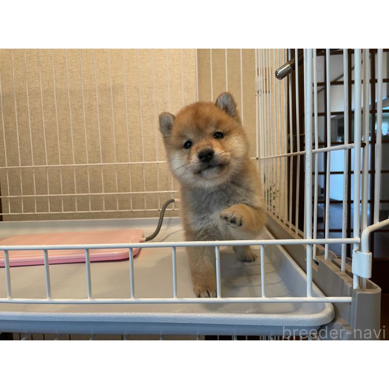 販売中の兵庫県の豆柴-436094の5枚目