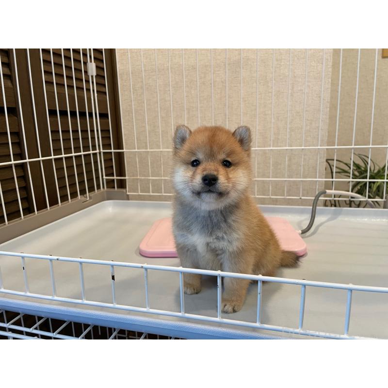 販売中の兵庫県の豆柴-436094の4枚目