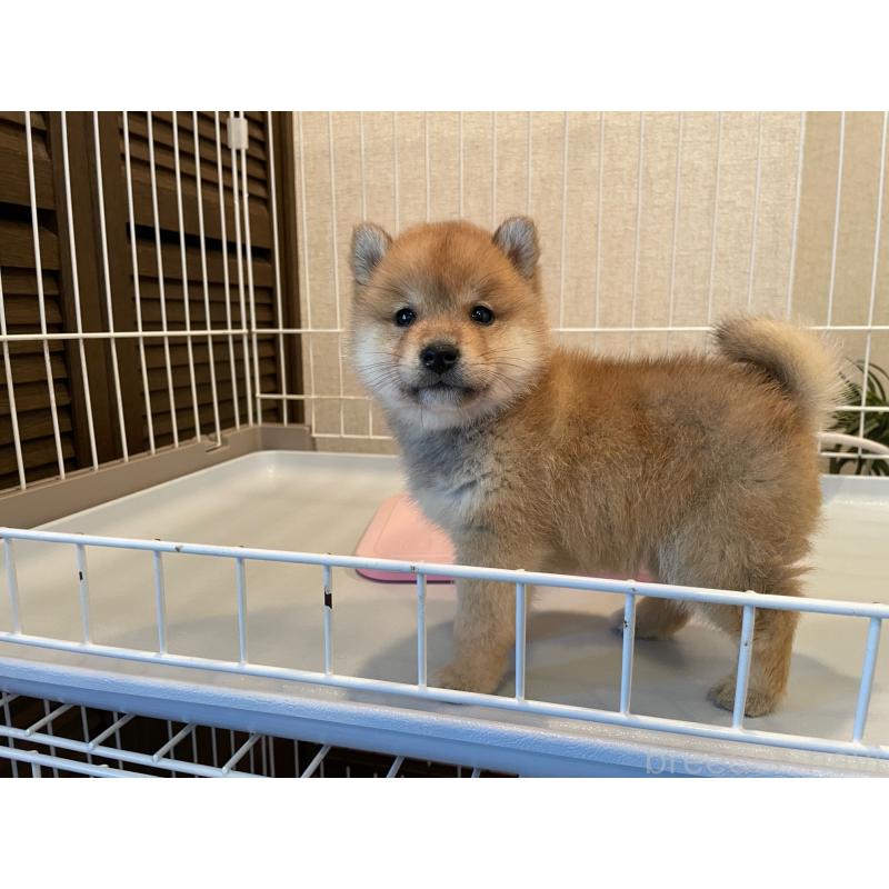 販売中の兵庫県の豆柴-436094の3枚目