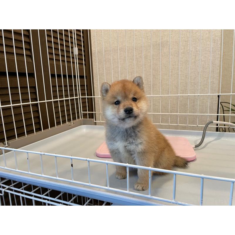 販売中の兵庫県の豆柴-436094の2枚目