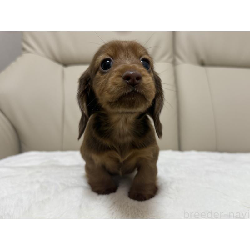 販売中の栃木県のミニチュアダックスフンド(ロングヘアード)-435985の3枚目