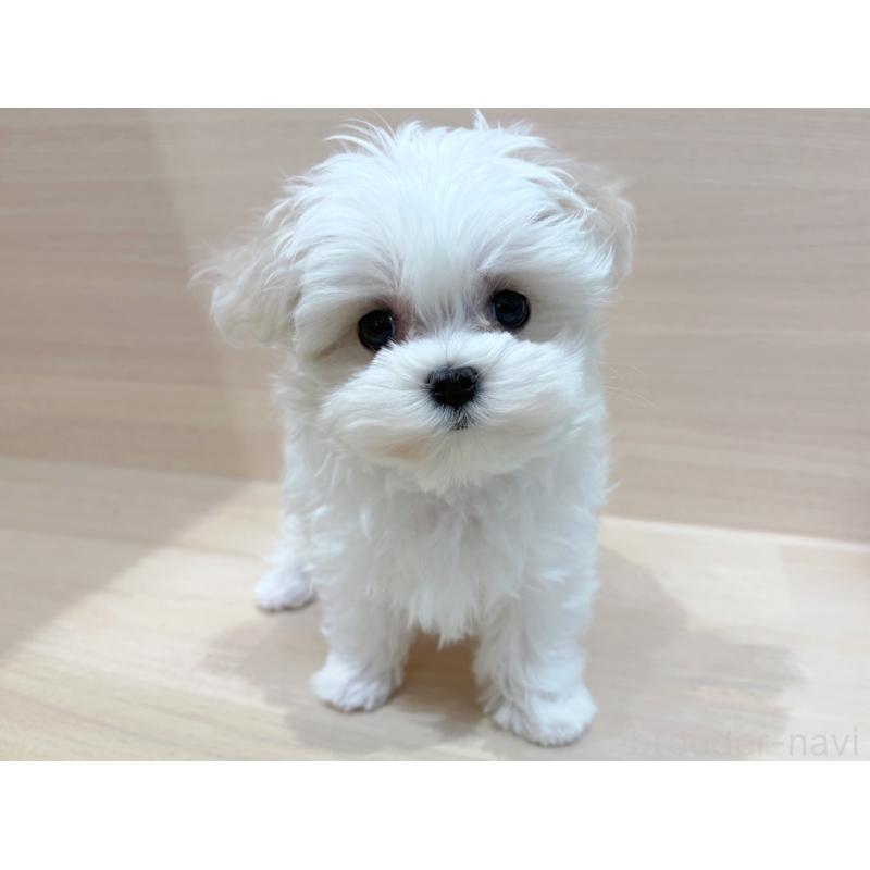 販売中の東京都のマルチーズ-436093の1枚目