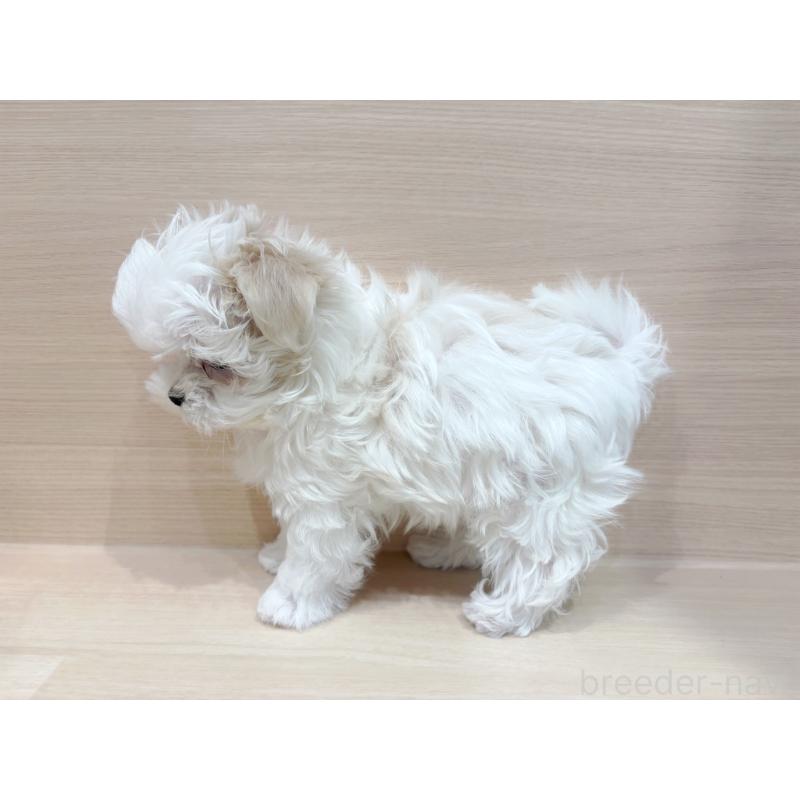 販売中の東京都のマルチーズ-436093の5枚目