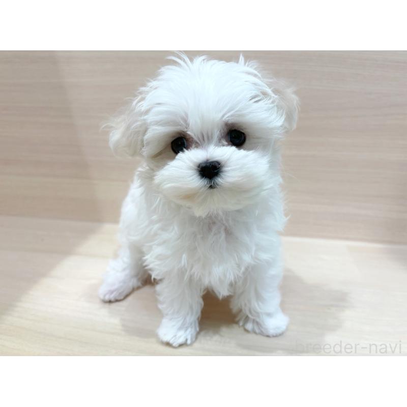 販売中の東京都のマルチーズ-436093の4枚目