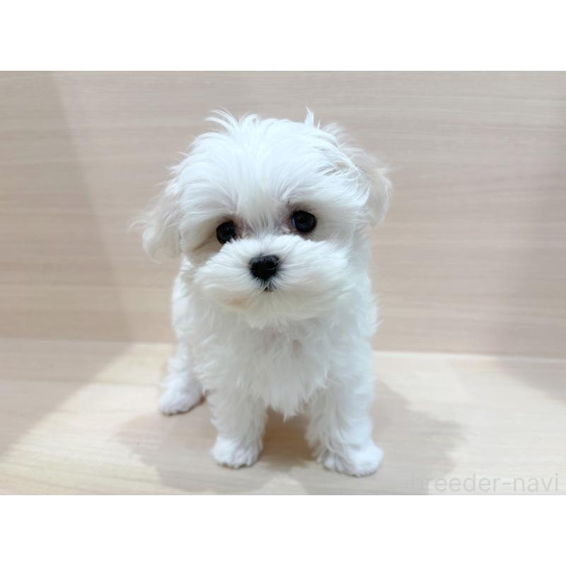 販売中の東京都のマルチーズ-436093の2枚目