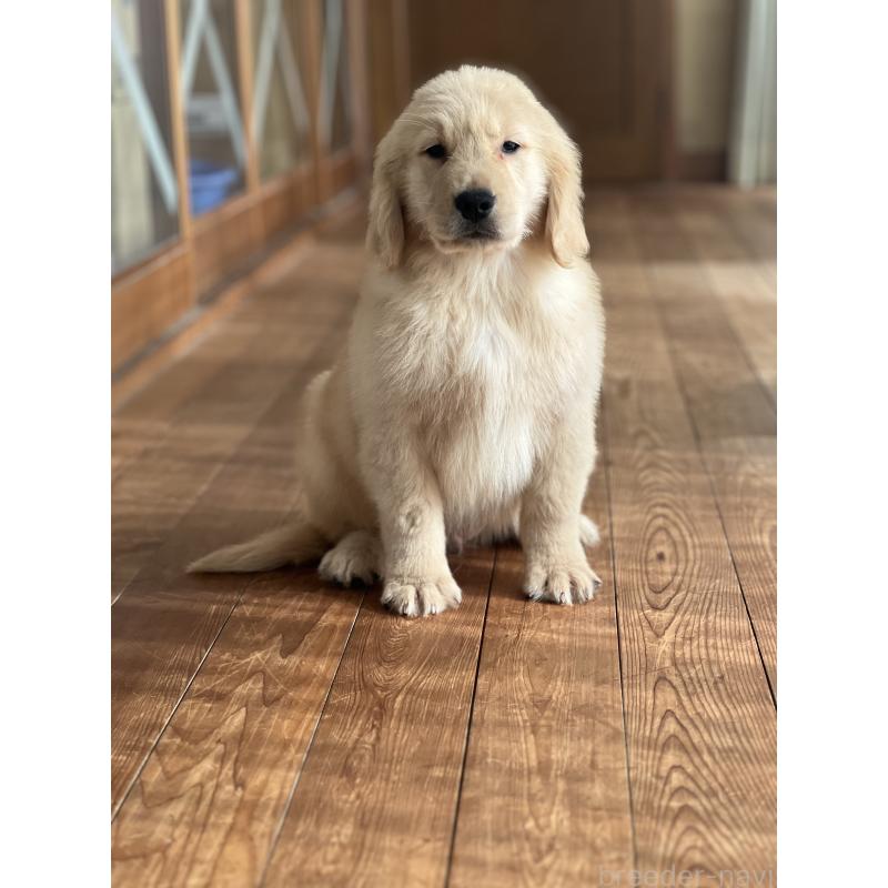 商談中の静岡県のゴールデンレトリーバー-428614の8枚目