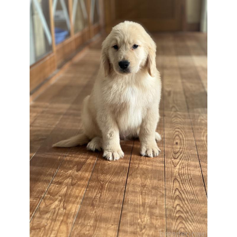 商談中の静岡県のゴールデンレトリーバー-428614の7枚目