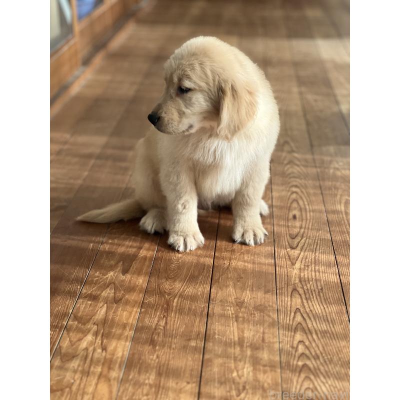 商談中の静岡県のゴールデンレトリーバー-428614の5枚目