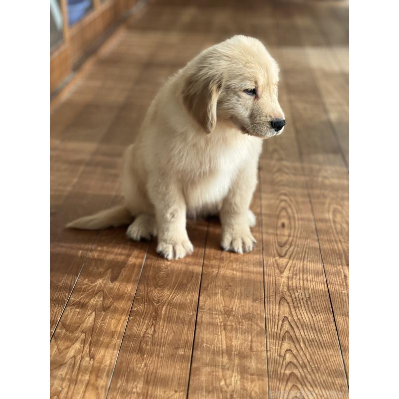 商談中の静岡県のゴールデンレトリーバー-428614の4枚目